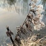 Solidago rigida Folla