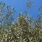 Olea europaea ᱥᱟᱠᱟᱢ