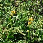 Gentiana punctata Lorea