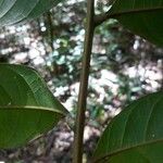 Talisia macrophylla Leaf
