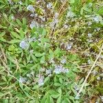 Myosotis minutiflora Flower