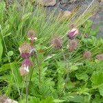 Geum rivale Habitus