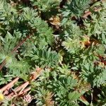 Potentilla drummondii Habit