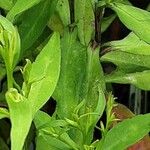 Symphyotrichum cordifolium Blad