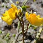 Utricularia australis Habit