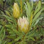 Protea repens ᱵᱟᱦᱟ