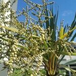 Cordyline australis Fruit