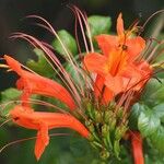 Tecoma capensis Fleur