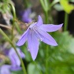 Campanula poscharskyana फूल