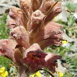 Orobanche rapum-genistae Flor