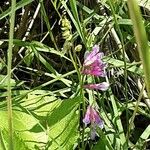 Vicia monantha Λουλούδι