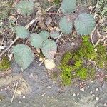 Rubus elegantispinosus Folio