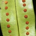 Microgramma thurnii Leaf