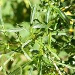 Reseda lutea Blad