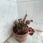 Coleus decurrens Агульны выгляд