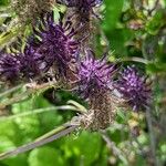 Phyteuma nigrum Flower