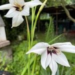 Gladiolus murielae Flower