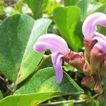 Canavalia rosea Floro