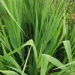 Crocosmia × crocosmiifloraLeaf