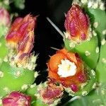 Opuntia quitensis