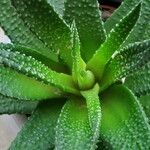 Gasteria carinata Habit