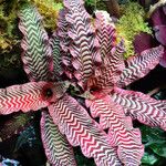 Cryptanthus zonatus Blad