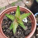 Aloe juvenna 叶