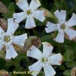 Silene vallesia Flors