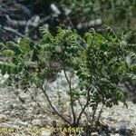 Rhus coriaria Hábito