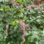Desmodium intortum Blüte