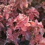 Coleus scutellarioides 葉