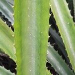 Ananas comosus Leaf