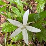 Hippobroma longiflora Kukka