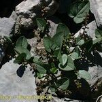 Dioscorea pyrenaica Habit