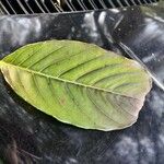 Lagerstroemia speciosa Leaf
