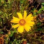 Coreopsis lanceolata Flower