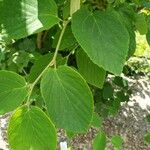 Corylopsis sinensis Leaf