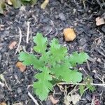 Quercus lobata Hoja