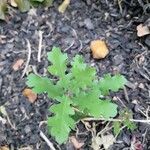 Quercus lobata Leaf