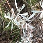 Lavandula latifolia Blatt