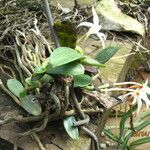 Aerangis gravenreuthii 整株植物