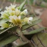 Calyptrochilum christyanum Flower