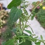 Chenopodium polyspermum Blad