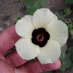 Hibiscus vitifolius Fleur