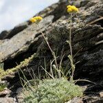 Artemisia glacialis Celota