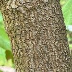 Dombeya cacuminum Bark