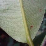 Mammea africana 葉