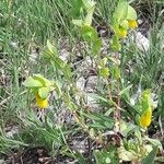 Cerinthe majorFlower