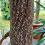 Paraserianthes lophantha Φλοιός
