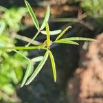Crotalaria brevidens Hoja